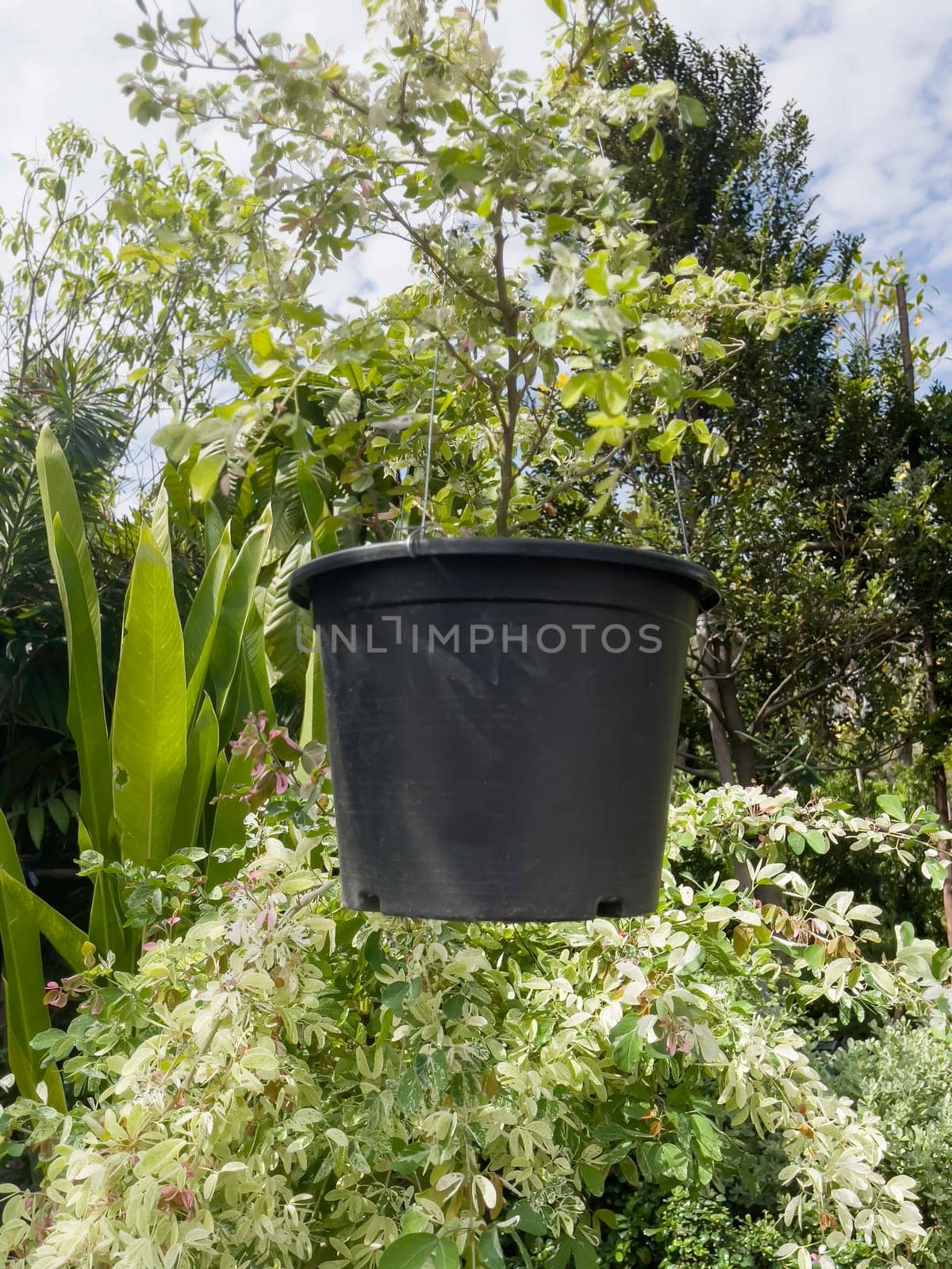 Variety of tropical plants grow for sale in flower markets, stock photo