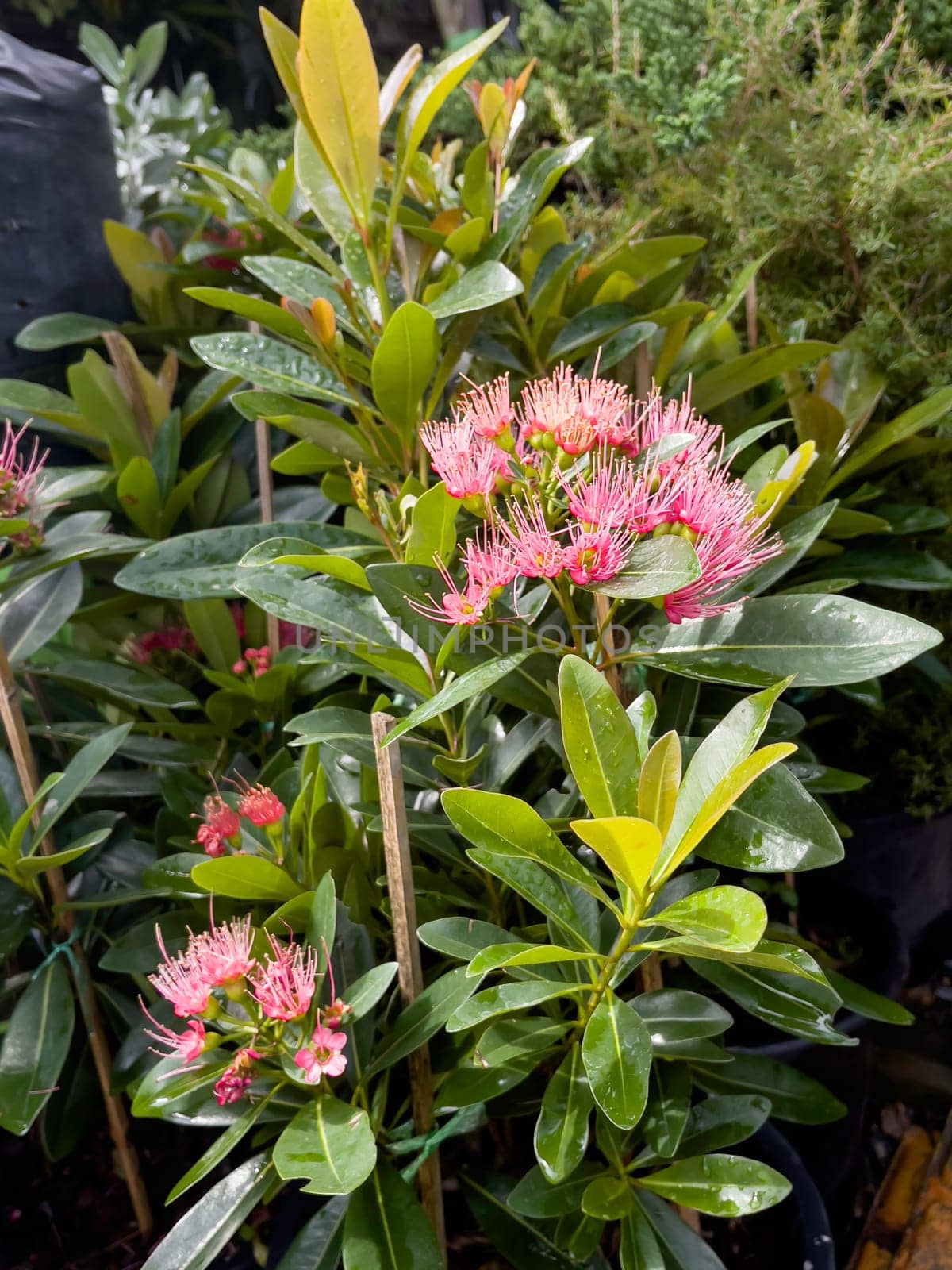 Variety of tropical plants grow for sale in flower markets, stock photo