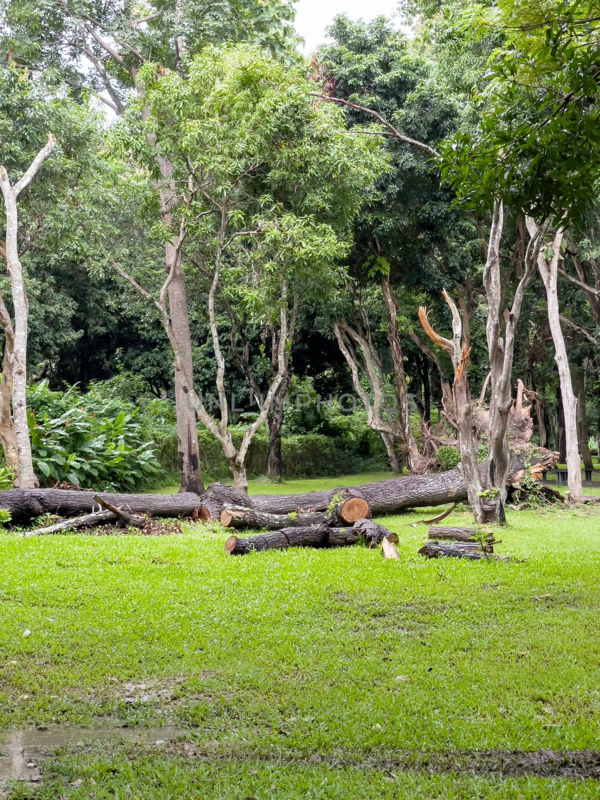 A beautiful tropical public park in the city, stock photo