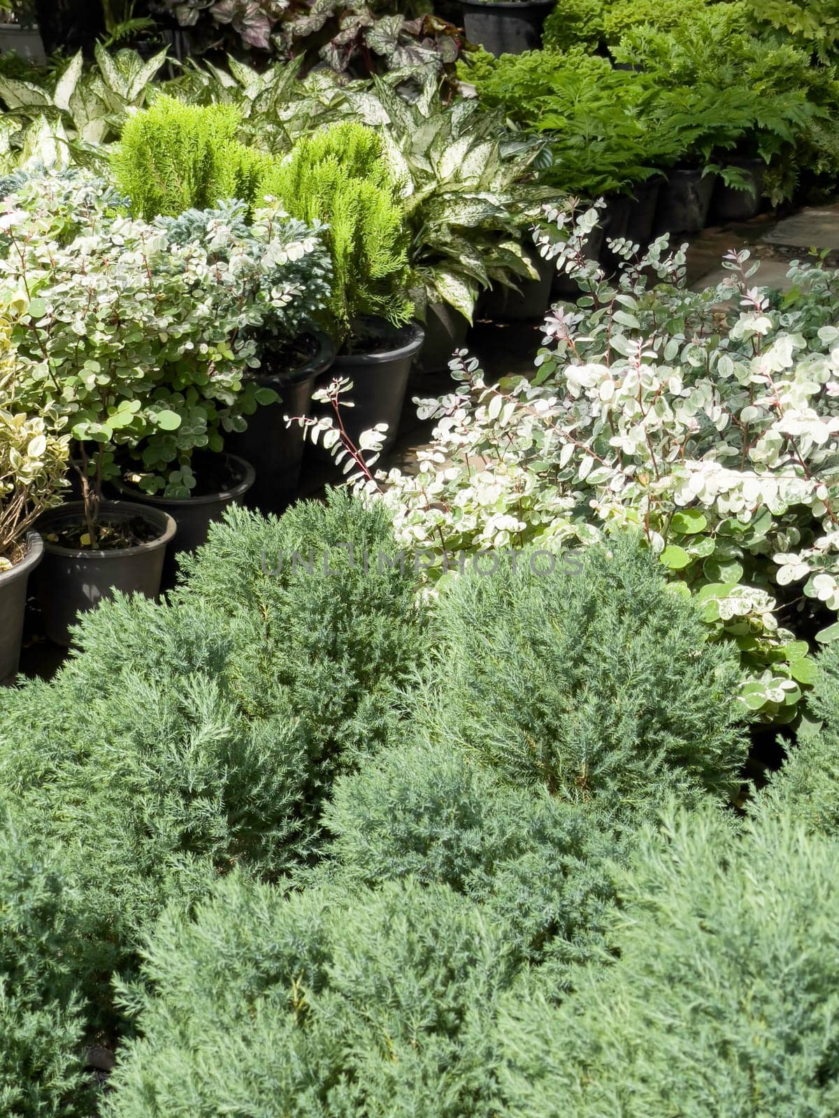 Variety of tropical plants grow for sale in flower markets, stock photo