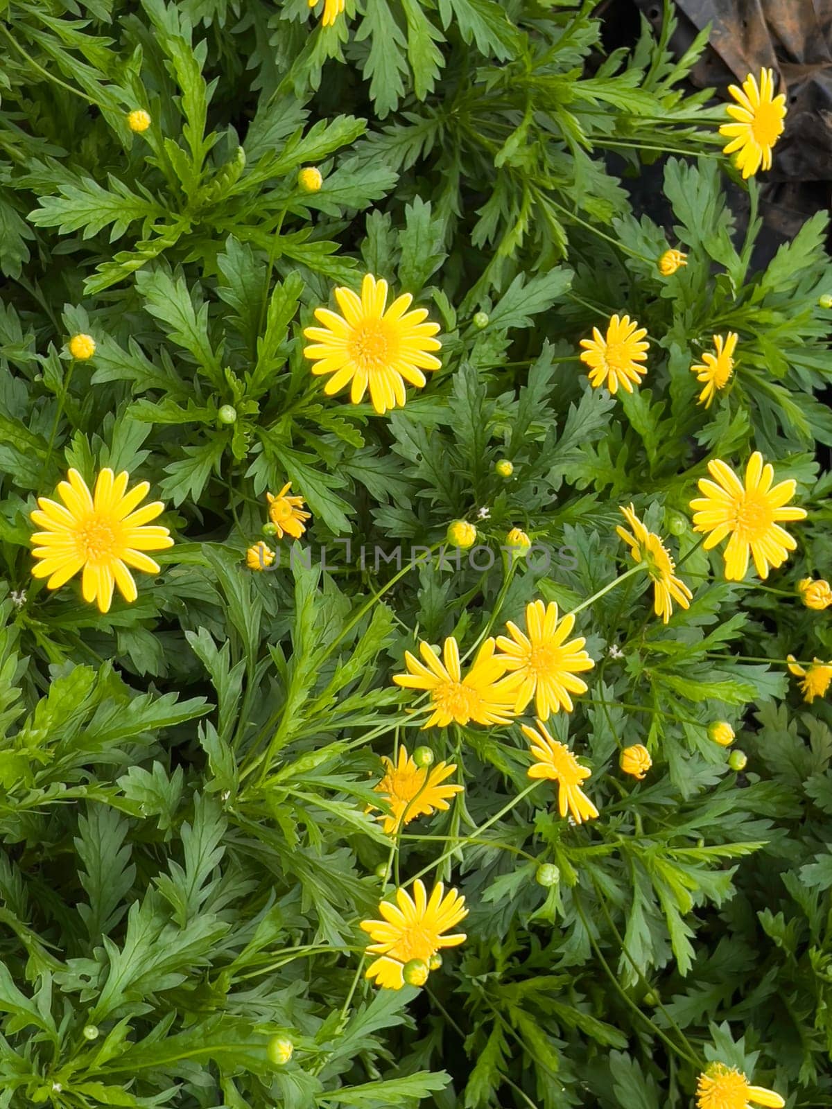 Variety of tropical plants grow for sale in flower markets, stock photo