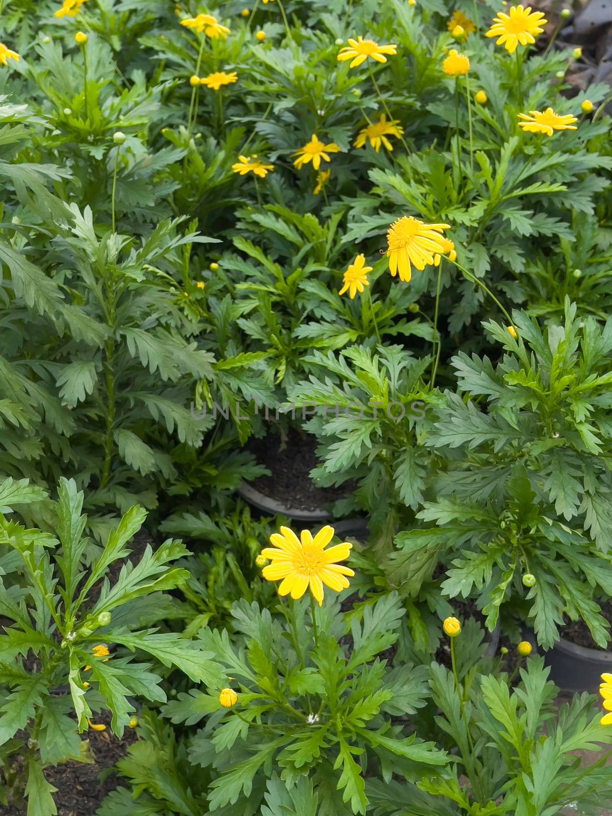 Variety of tropical plants grow for sale in flower markets, stock photo