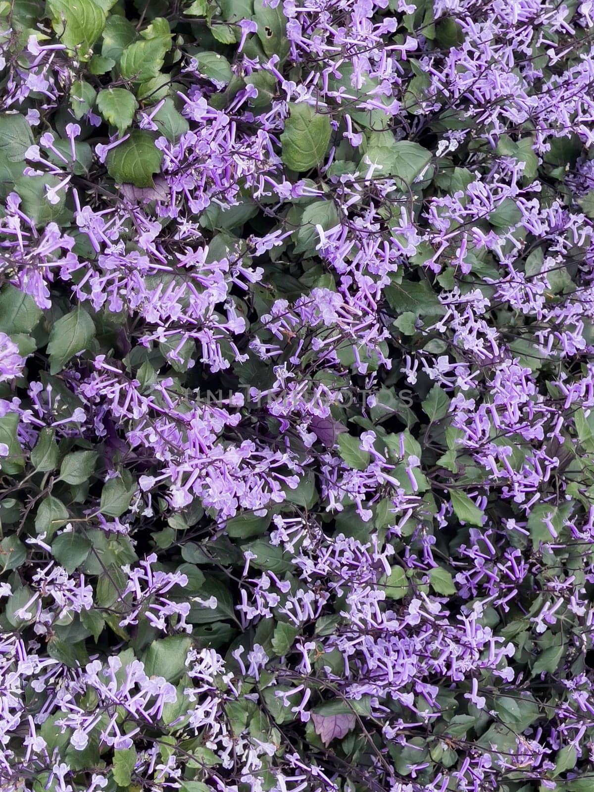 Variety of tropical plants grow for sale in flower markets, stock photo