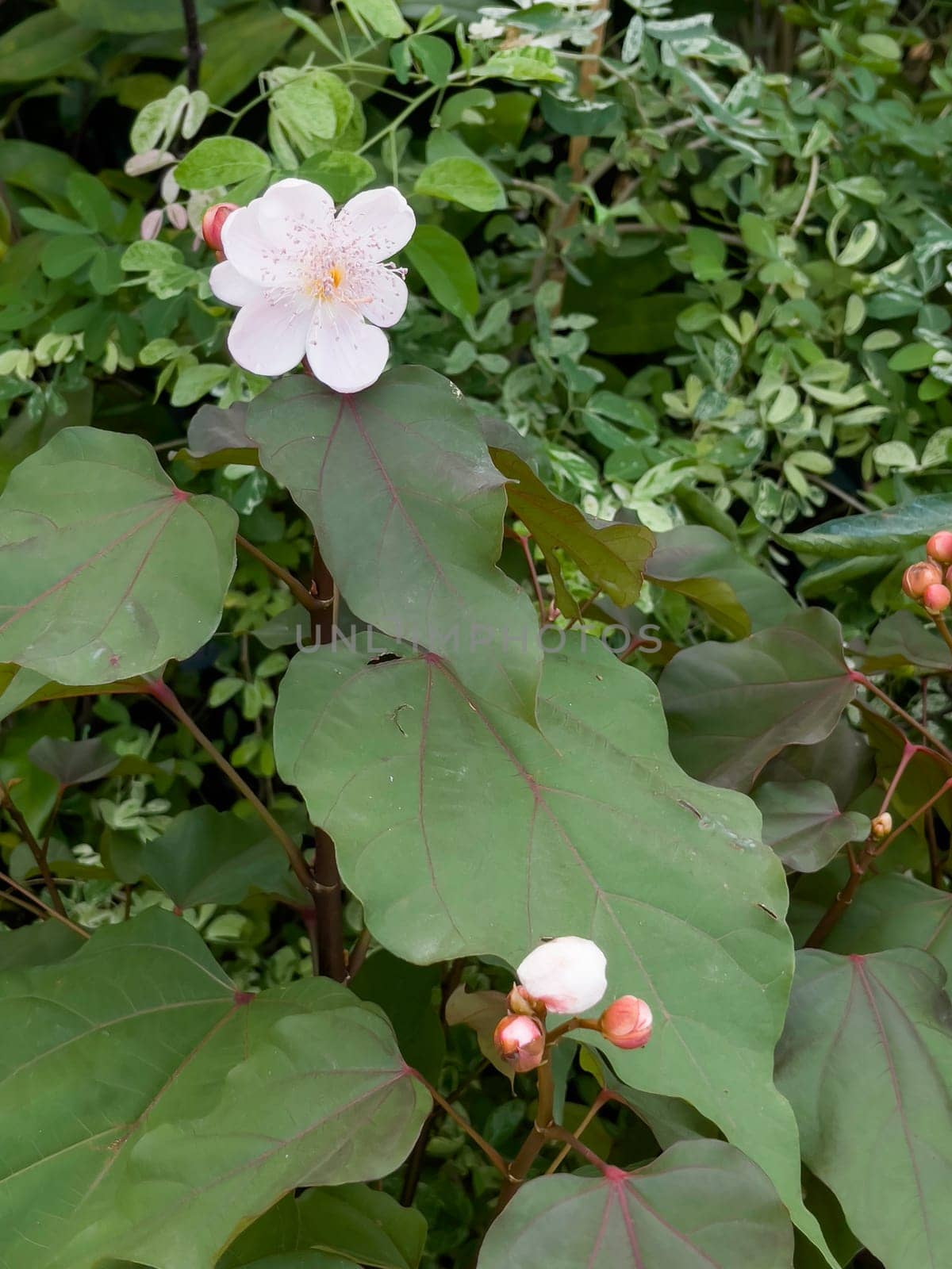 Variety of tropical plants grow for sale in flower markets, stock photo