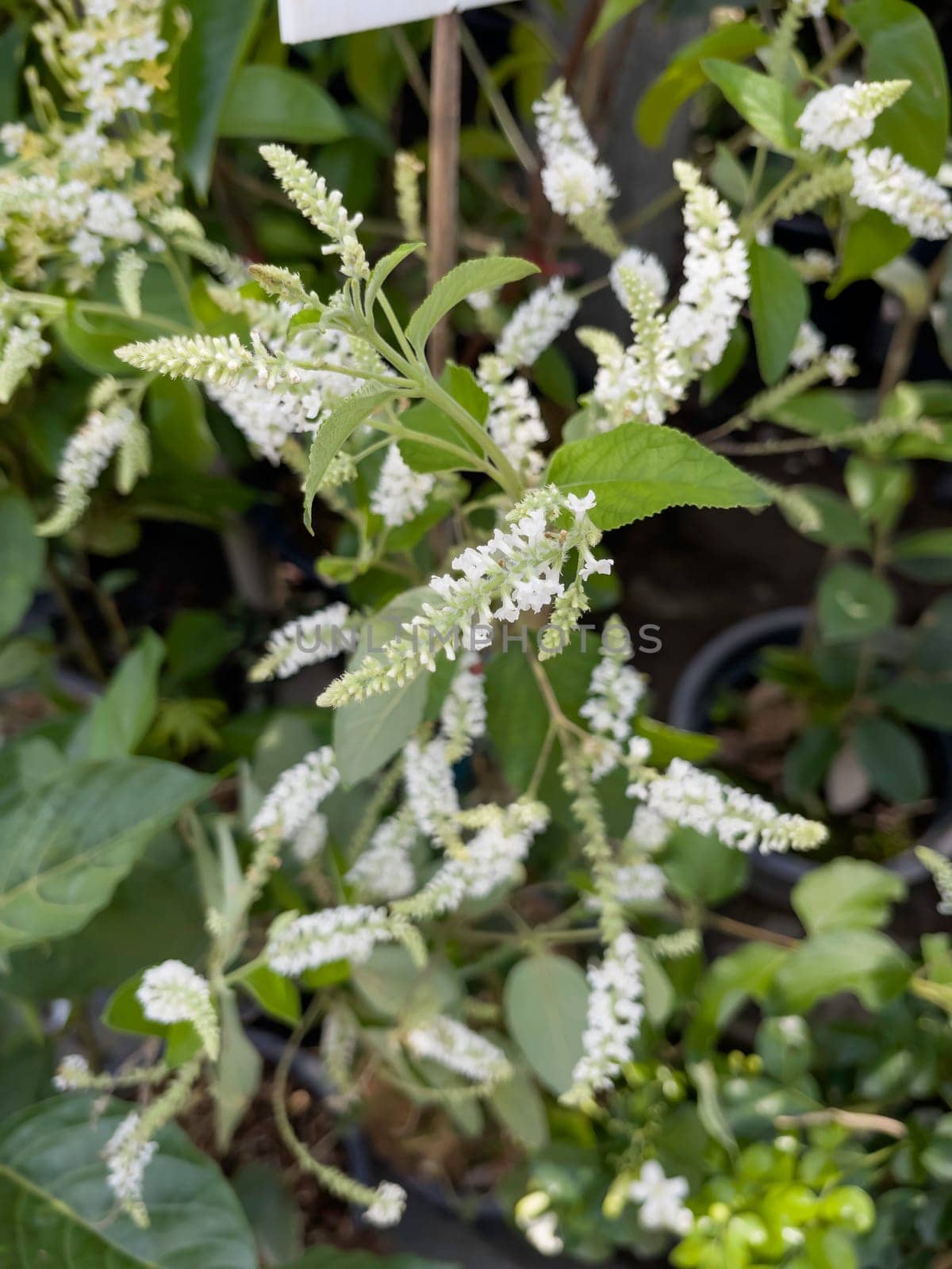 Variety of tropical plants grow for sale in flower markets, stock photo