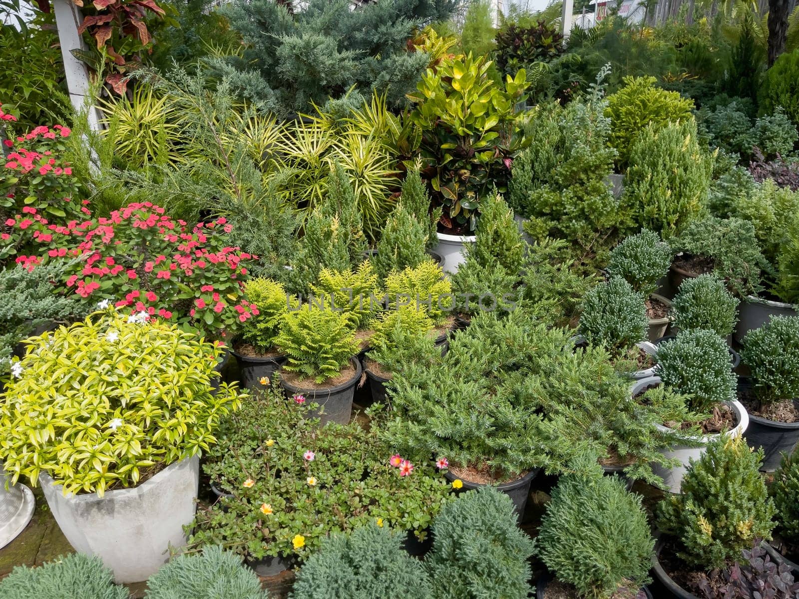 Variety of tropical plants grow for sale in flower markets, stock photo