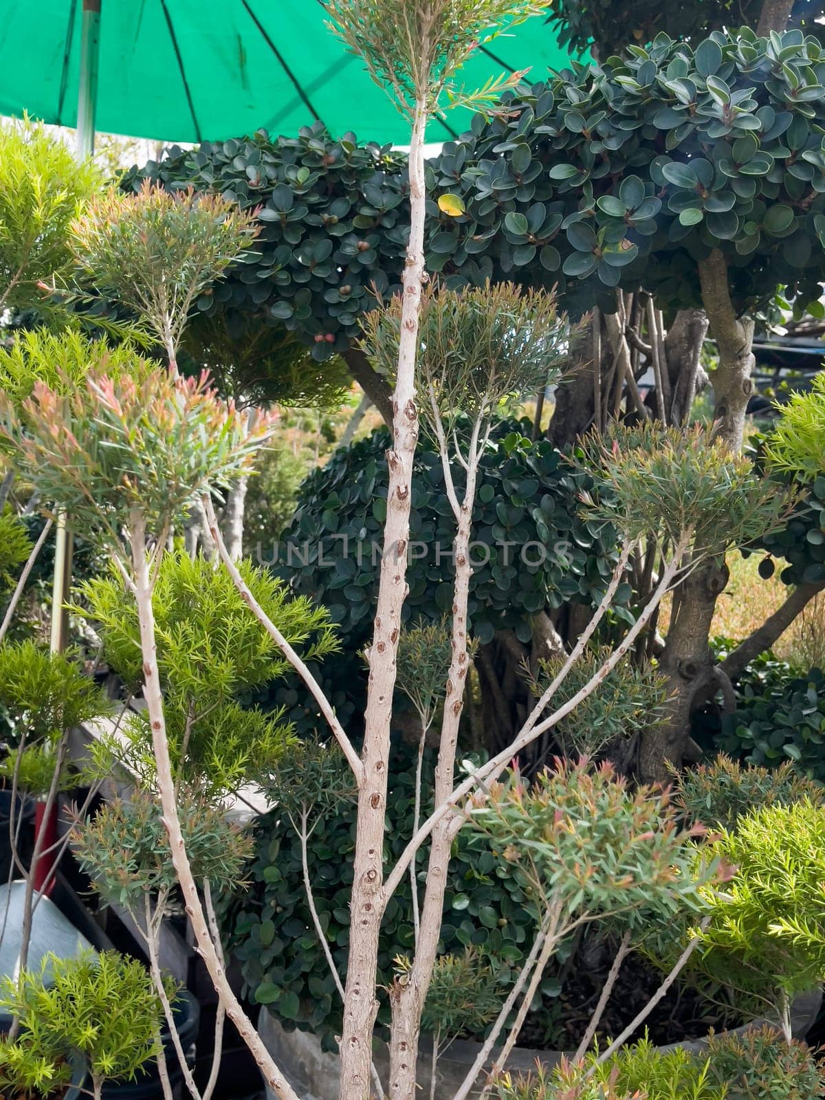 Variety of tropical plants grow for sale in flower markets, stock photo