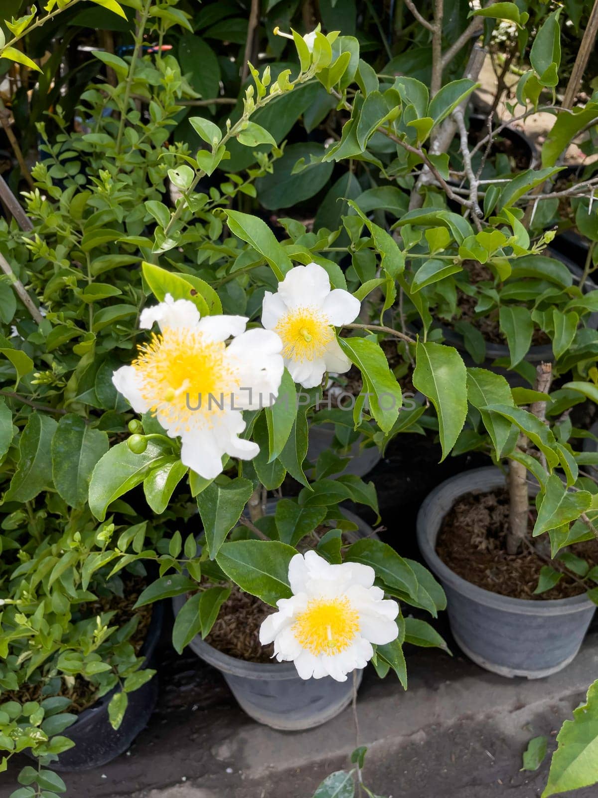 Variety of tropical plants grow for sale in flower markets, stock photo