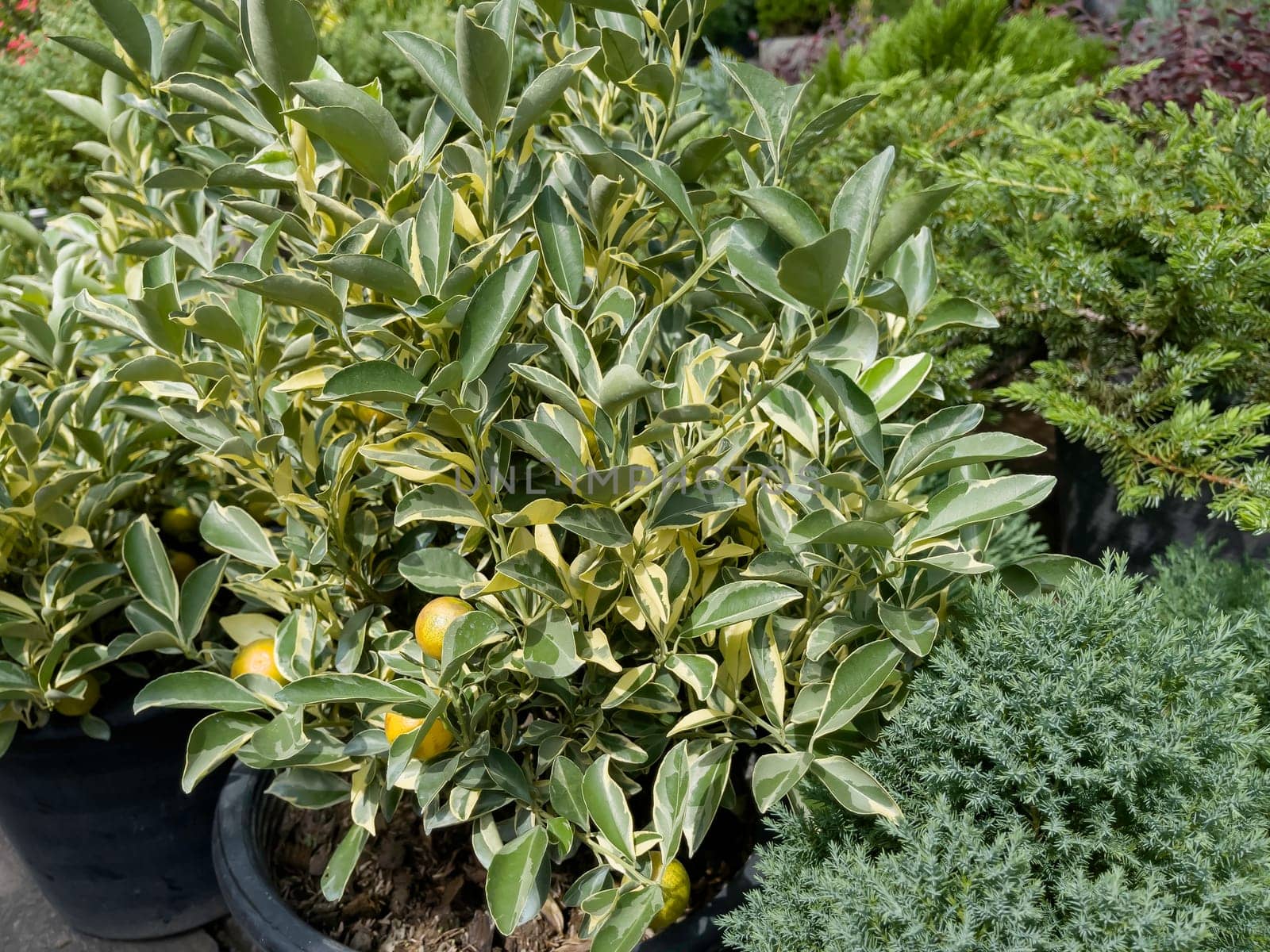 Variety of tropical plants grow for sale in flower markets, stock photo