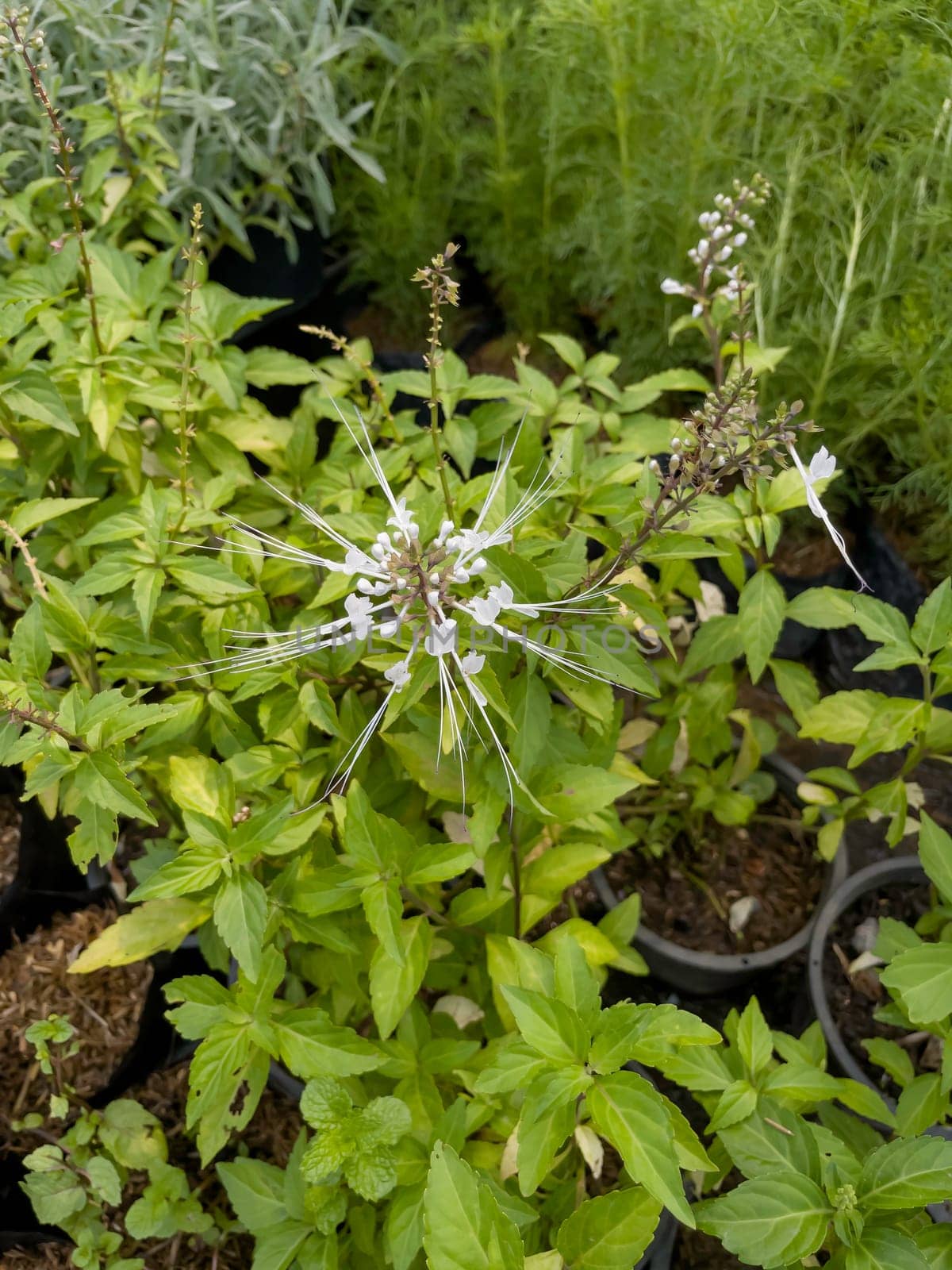 Variety of tropical plants grow for sale in flower markets, stock photo