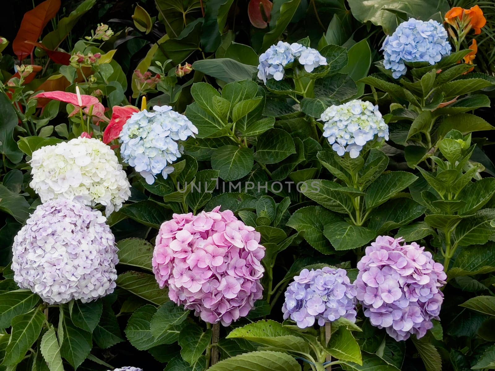 Variety of tropical plants grow for sale in flower markets, stock photo