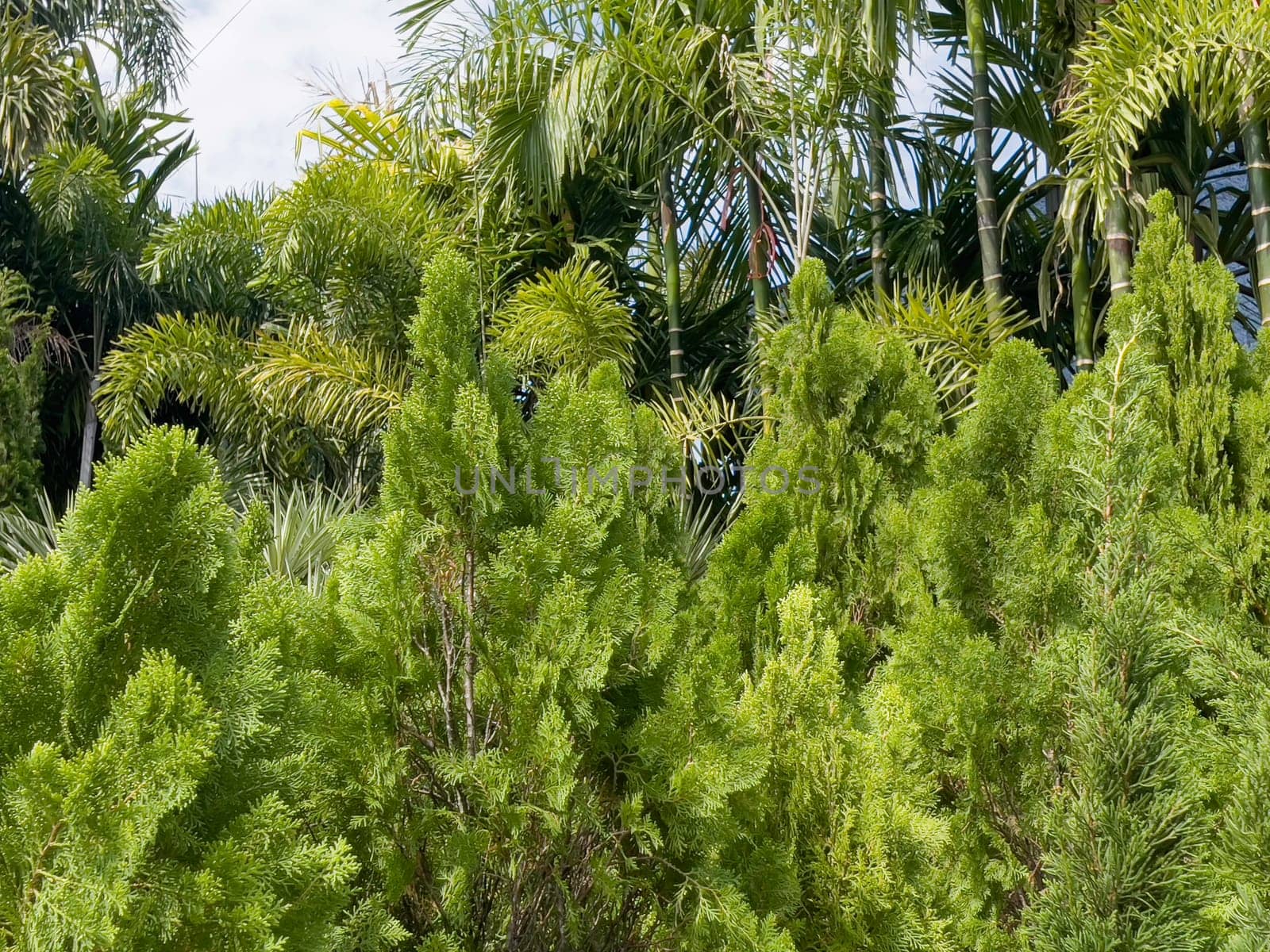 Variety of tropical plants grow for sale in flower markets, stock photo
