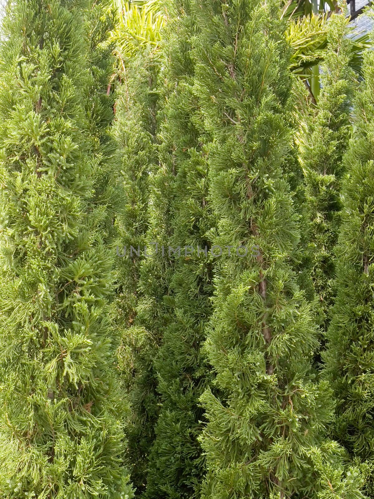 Variety of tropical plants grow for sale in flower markets, stock photo