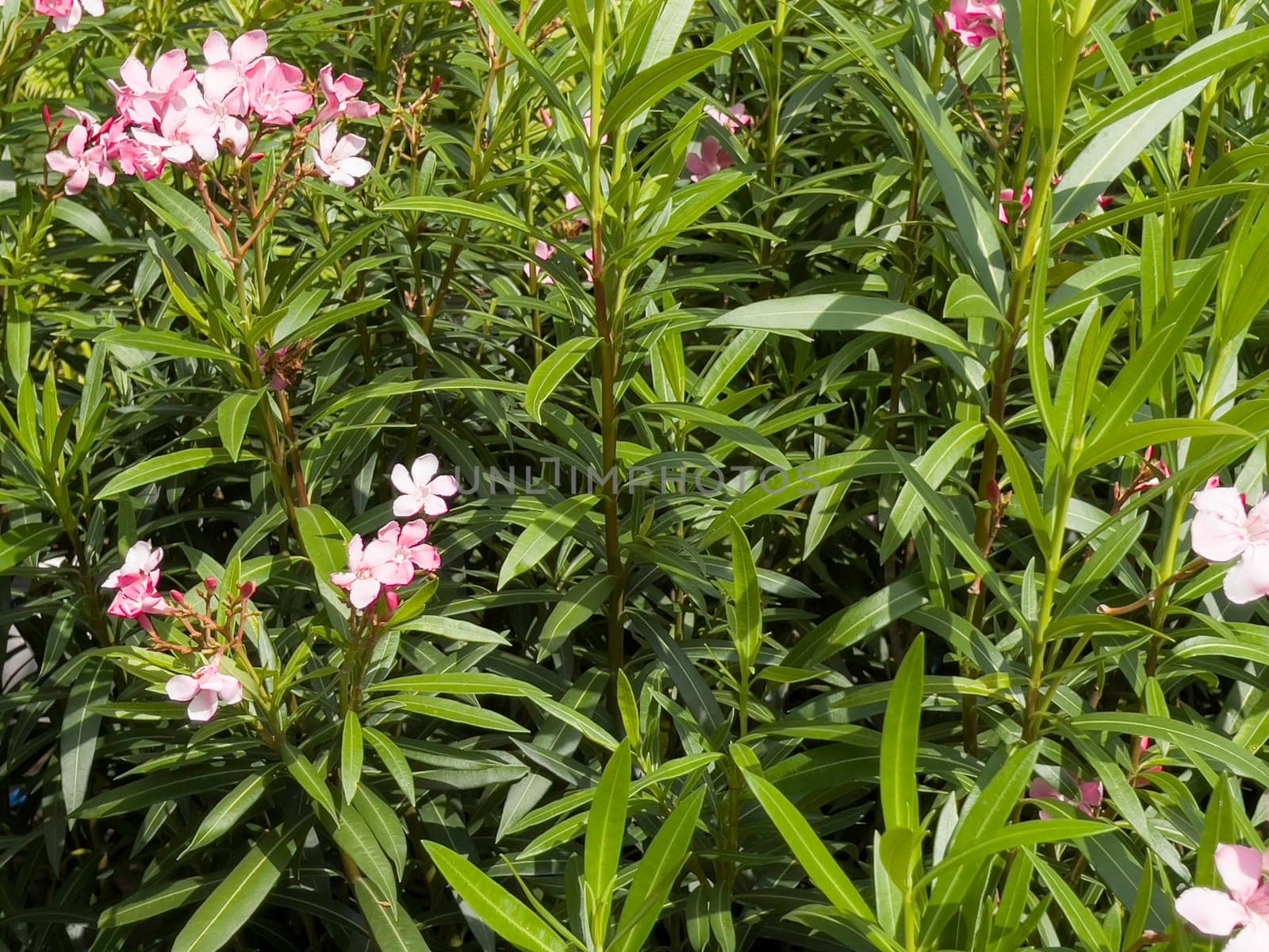 Variety of tropical plants grow for sale in flower markets, stock photo