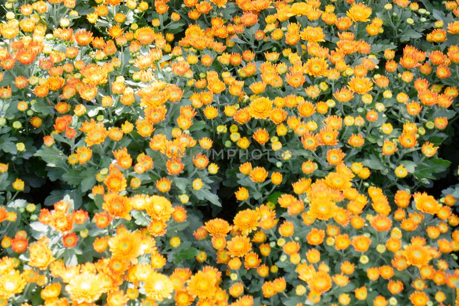 Tropical plants at flower market, stock photo