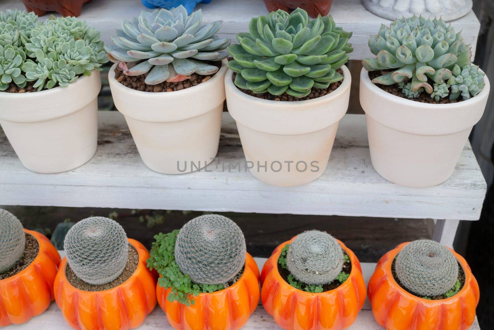 Tropical plants at flower market, stock photo