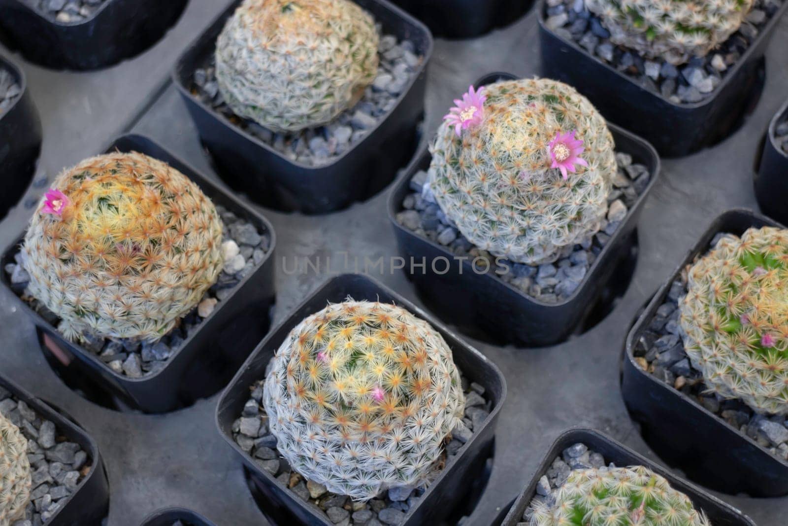Tropical plants at flower market, stock photo