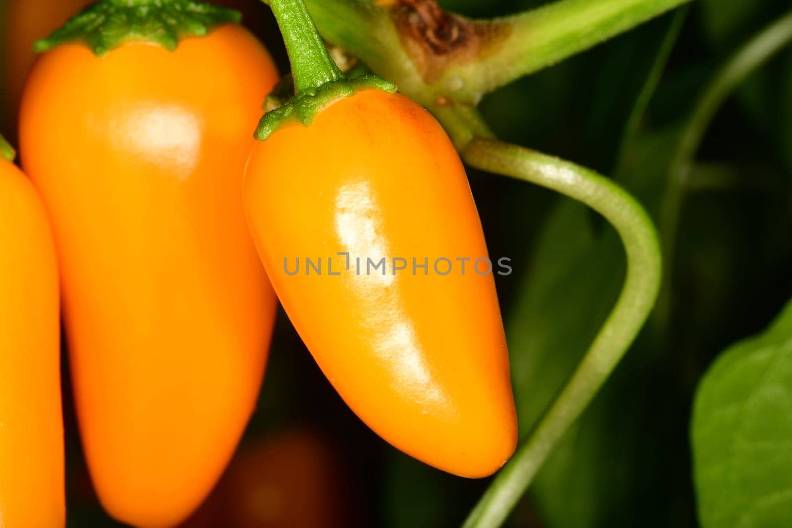 yellow ripe jalapeno chili on its plant