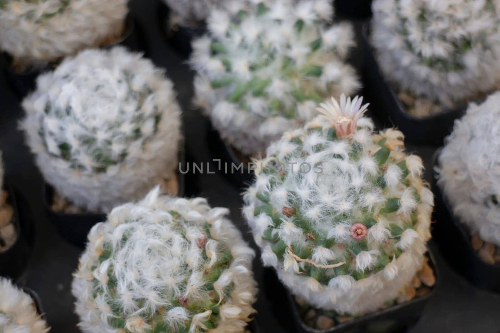 Tropical plants at flower market, stock photo