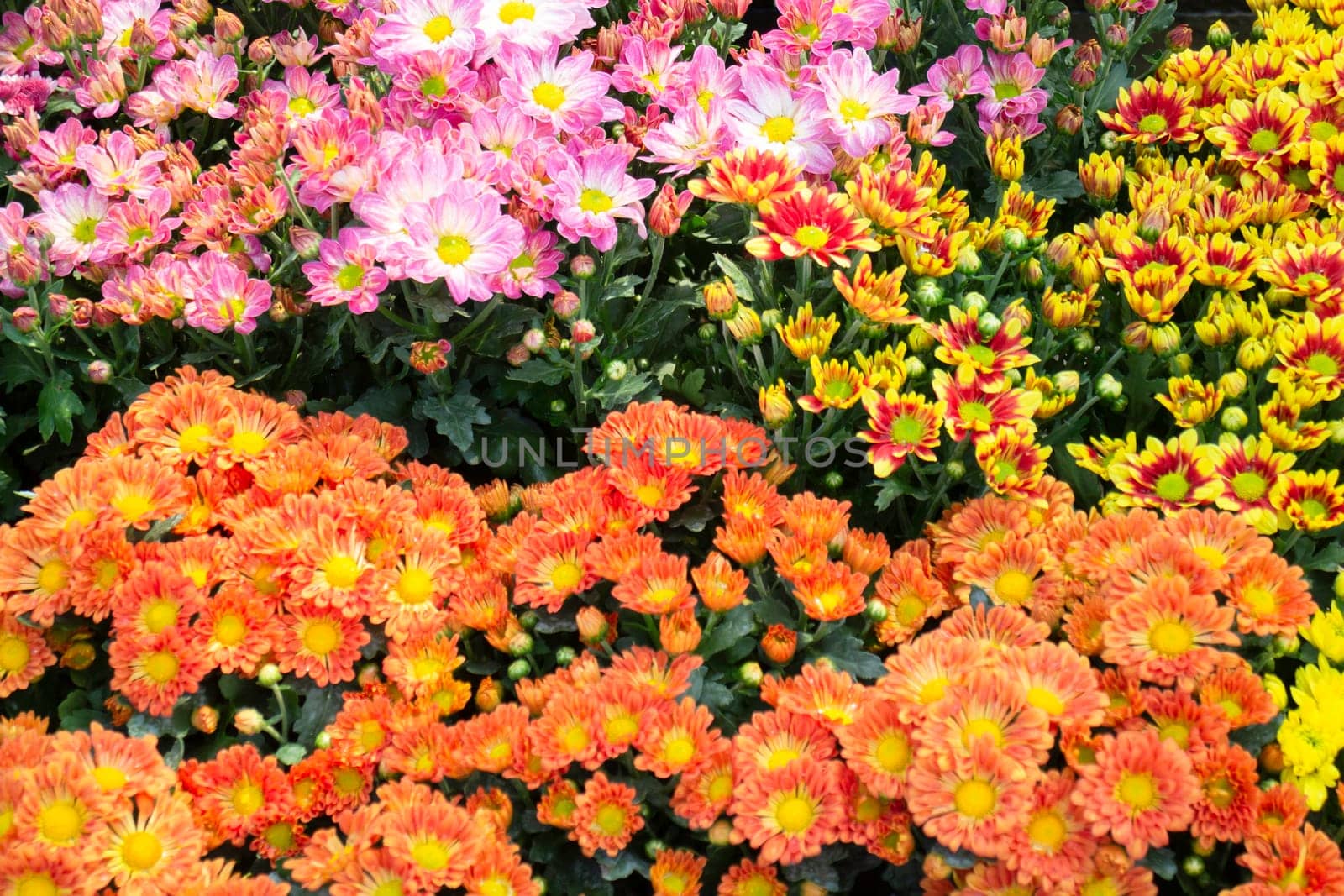 Tropical plants at flower market, stock photo