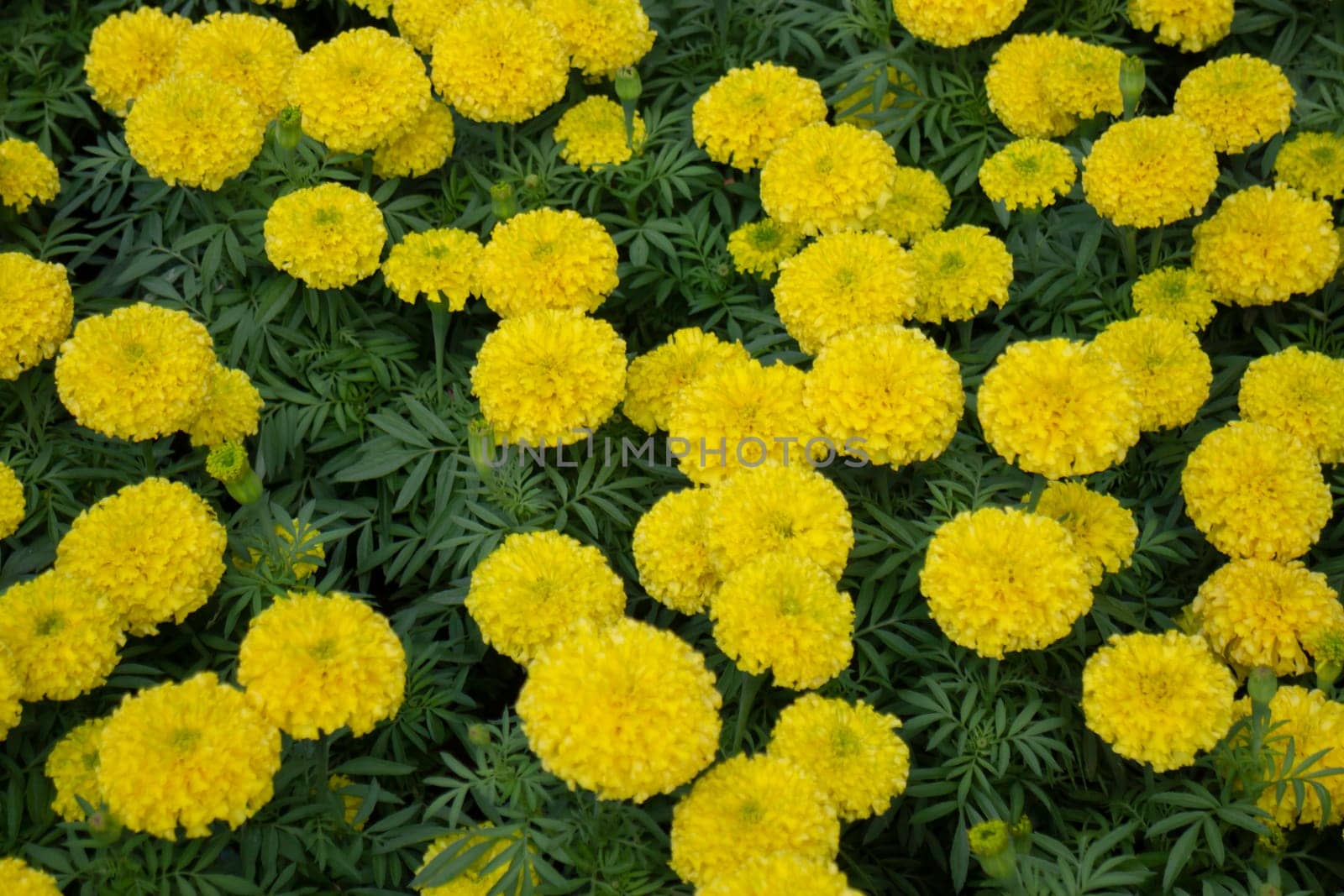 Tropical plants at flower market, stock photo