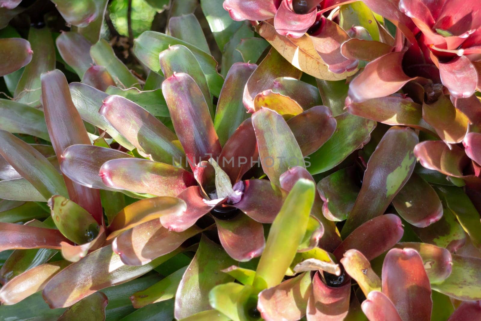 Tropical plants at flower market, stock photo