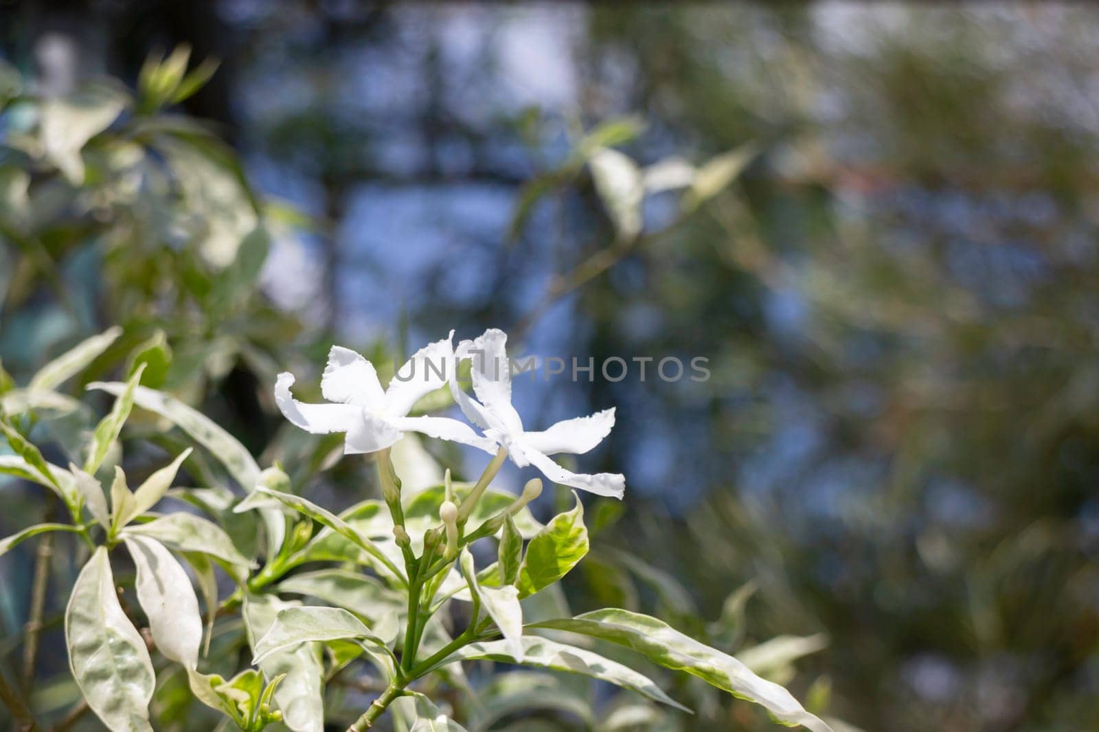 Tropical plants at flower market, stock photo