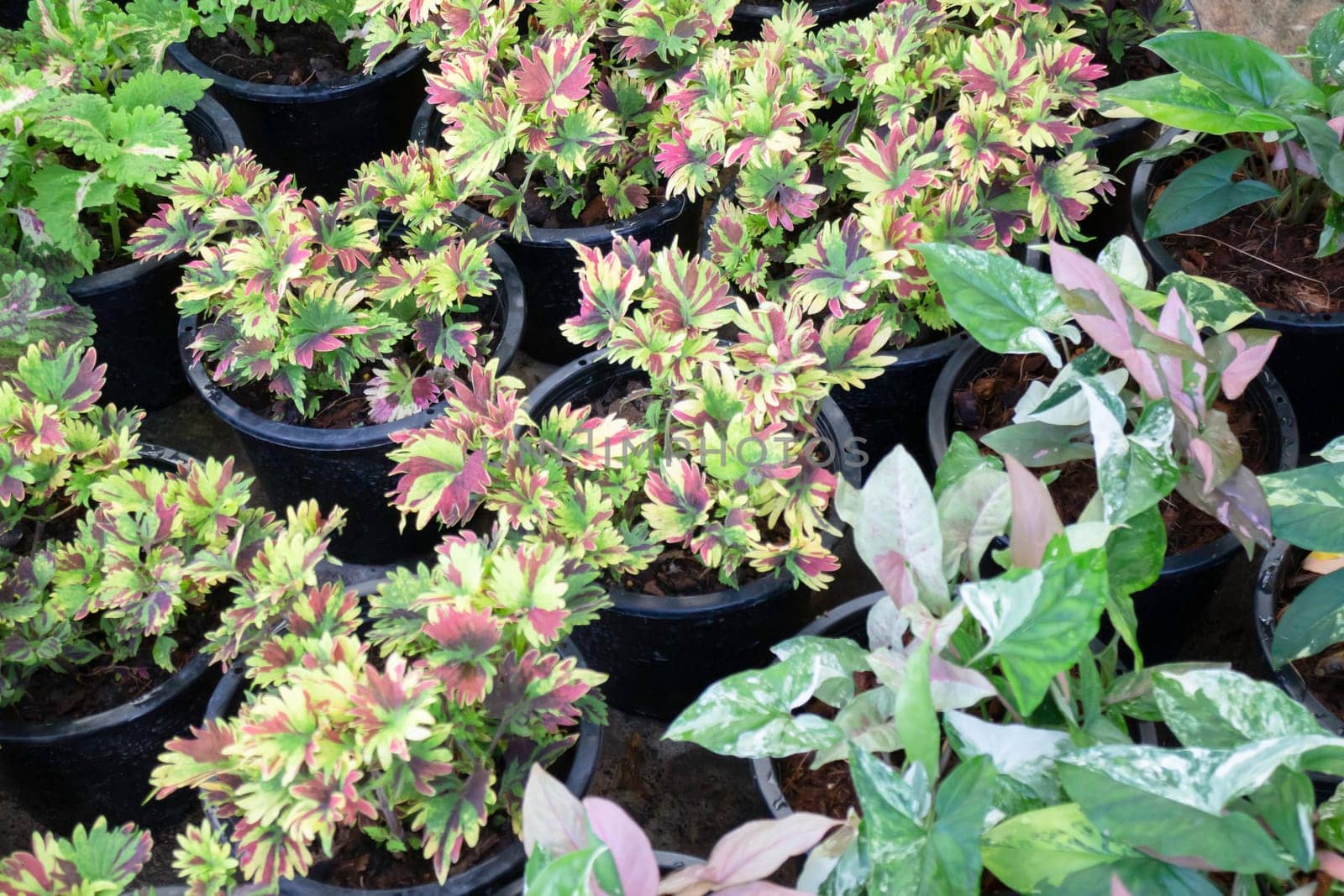Tropical plants at flower market, stock photo
