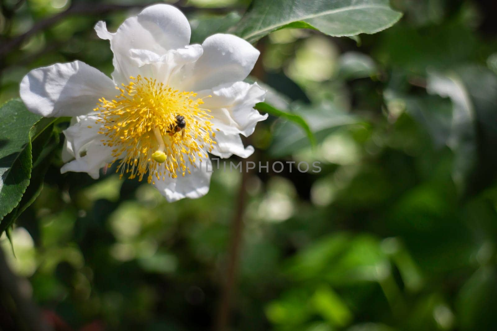Tropical plants at flower market, stock photo