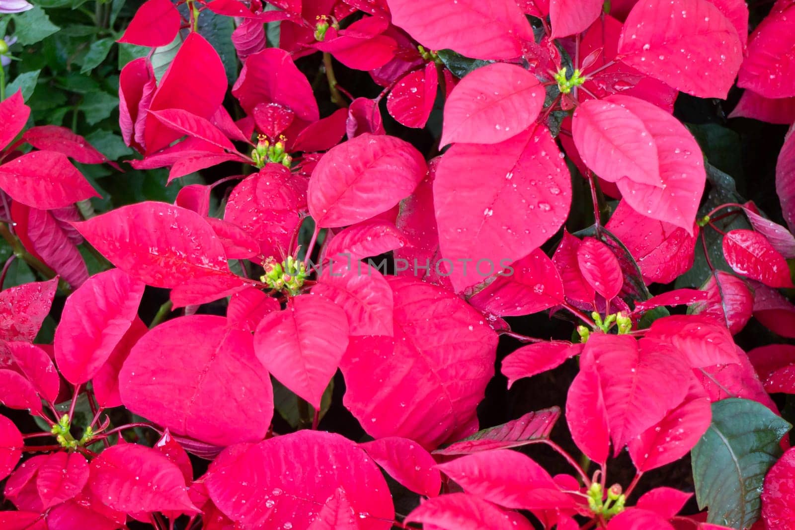 Tropical plants at flower market, stock photo