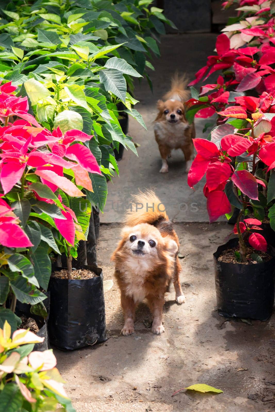 Tropical plants at flower market, stock photo