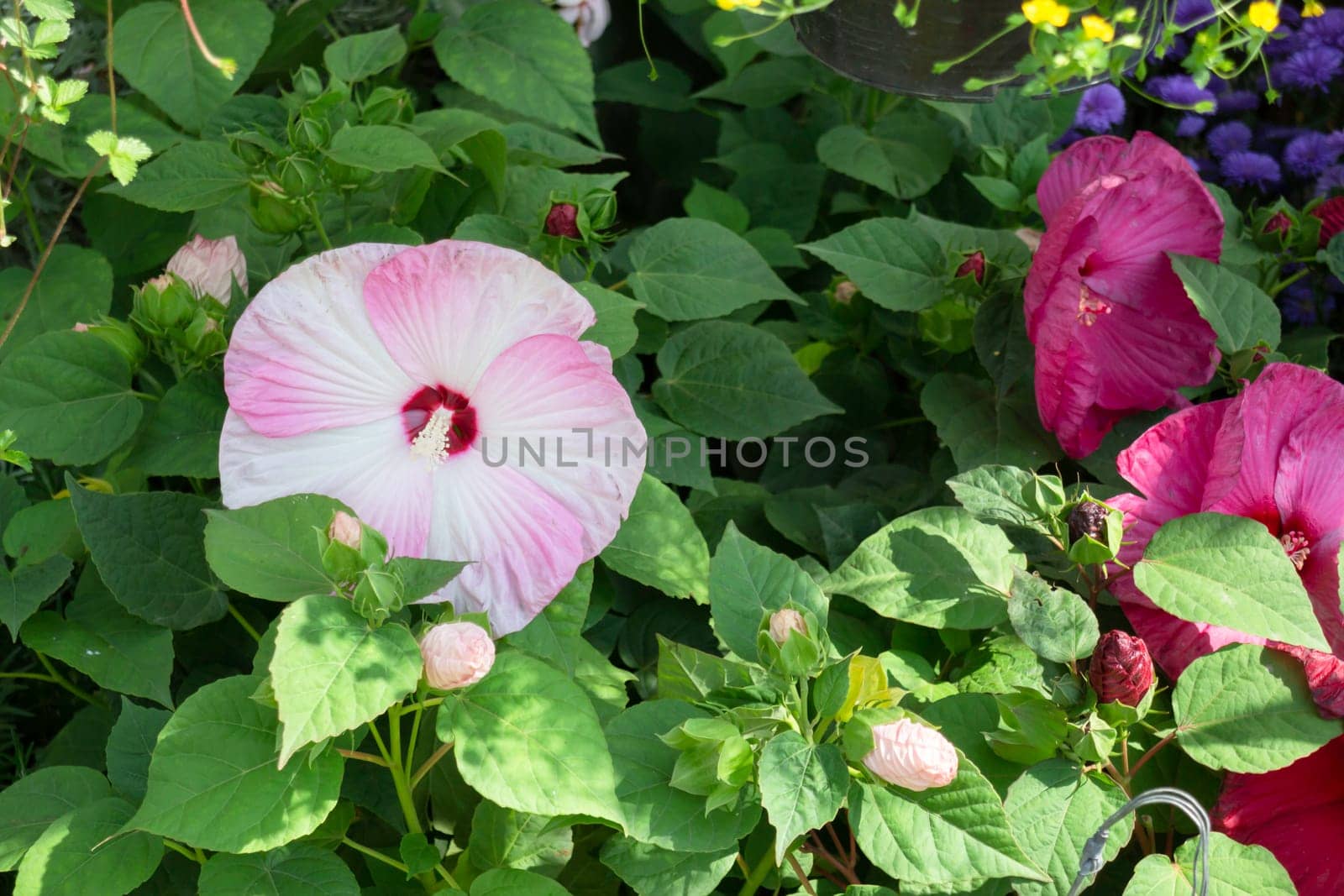 Tropical plants at flower market, stock photo