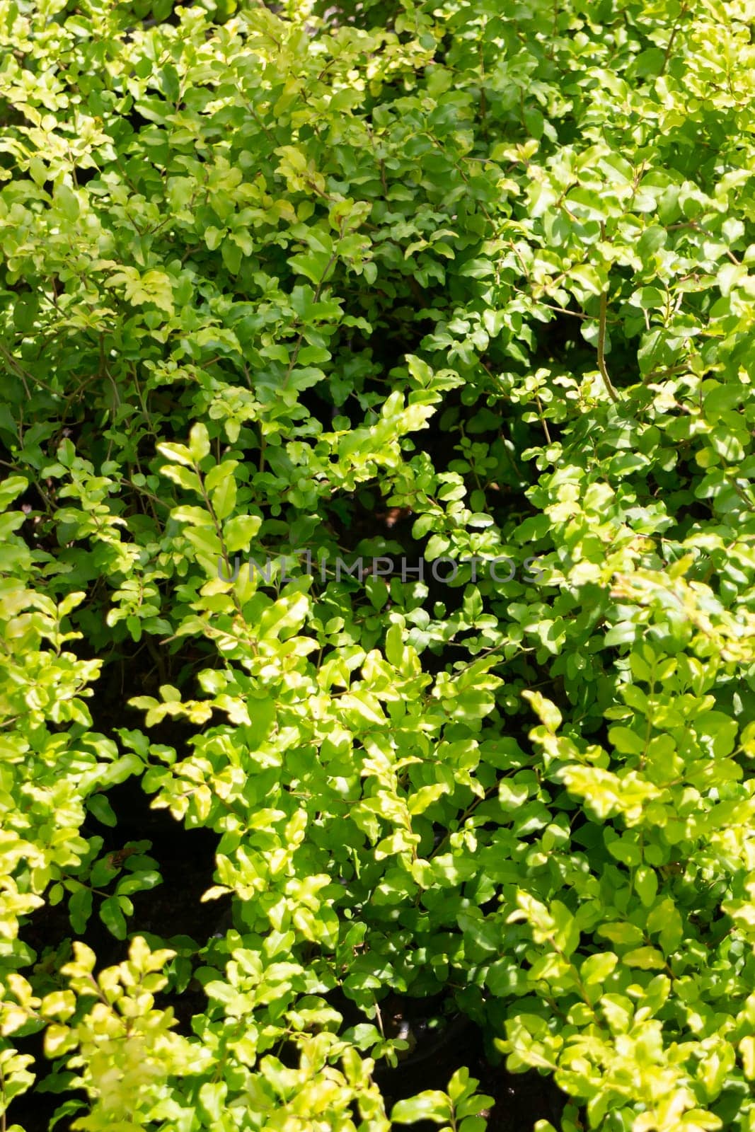 Tropical plants at flower market, stock photo