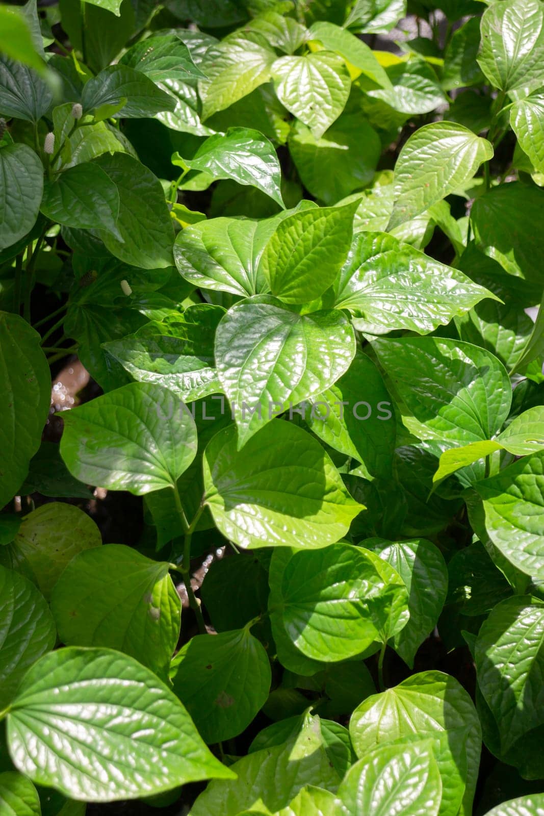 Tropical plants at flower market, stock photo