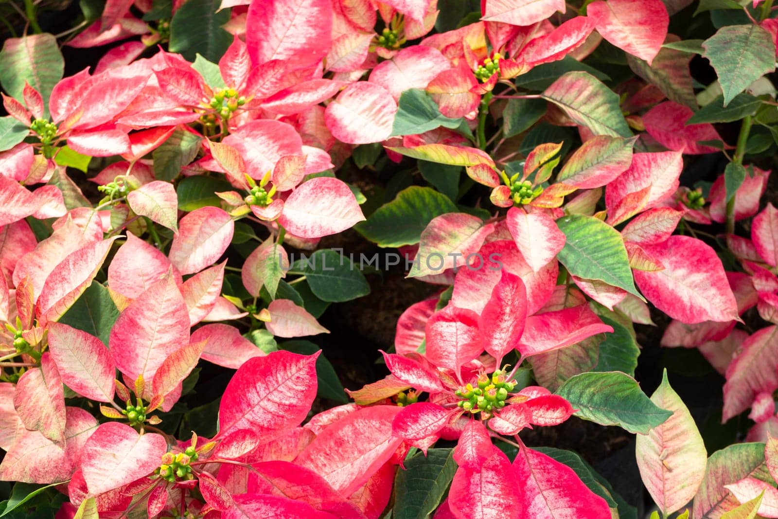 Tropical plants at flower market, stock photo