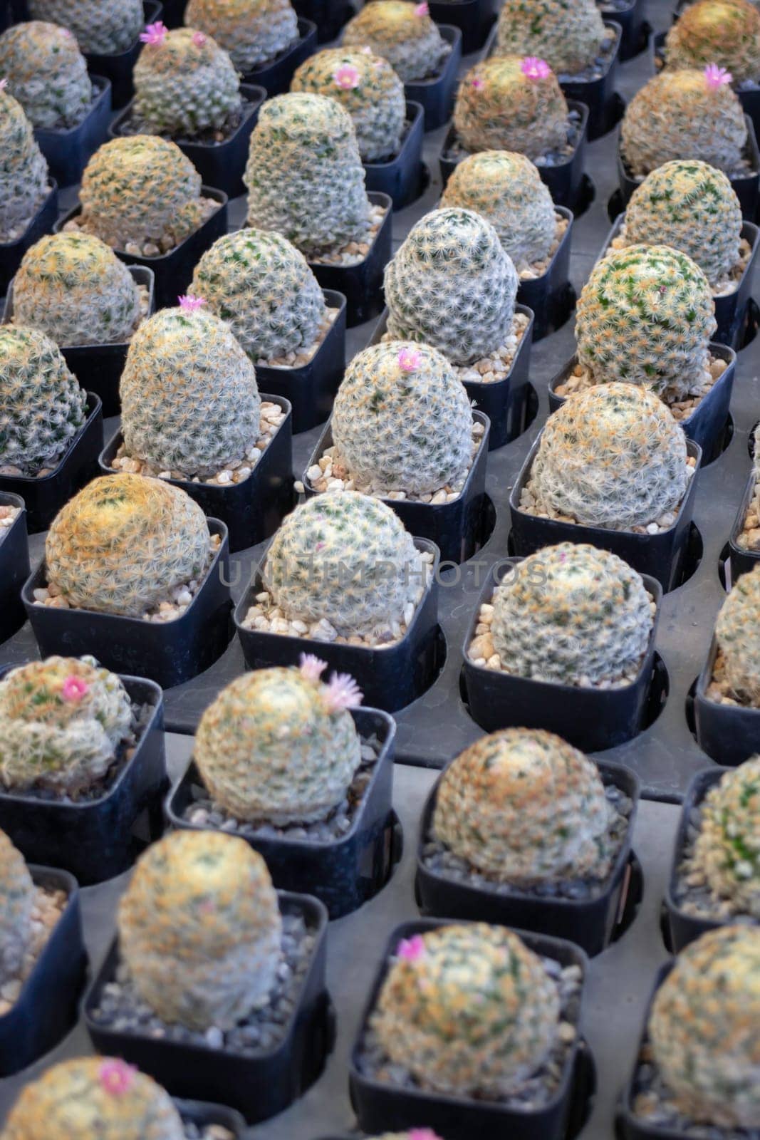 Tropical plants at flower market, stock photo