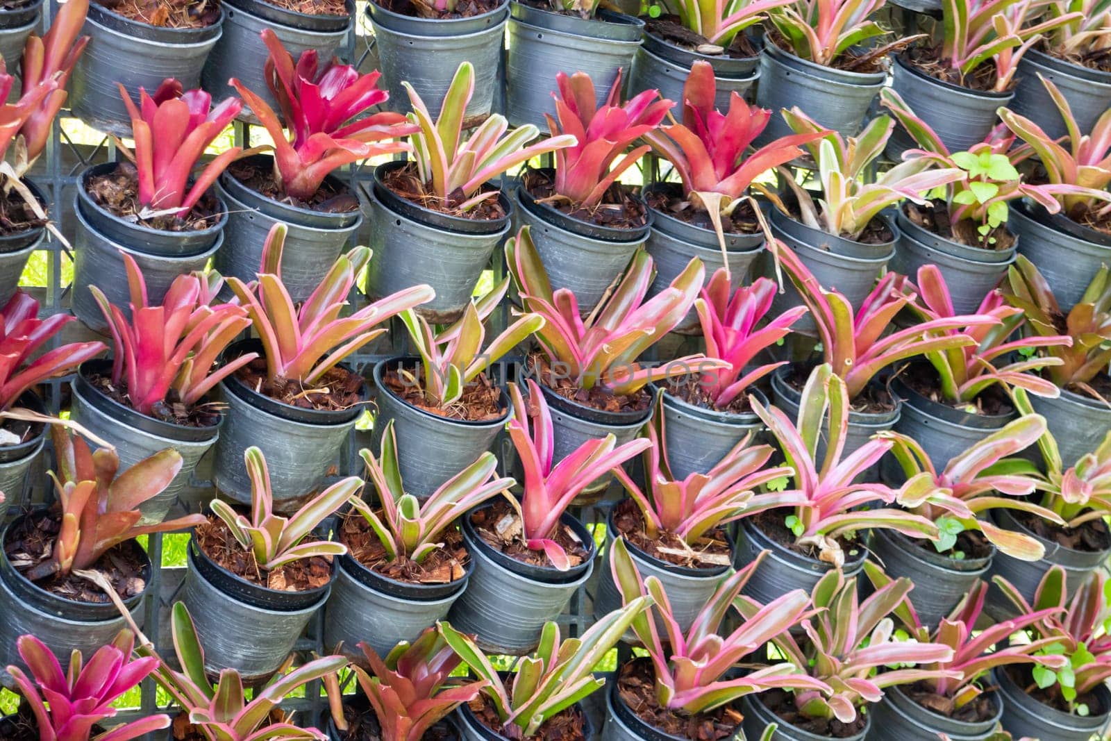 Tropical plants at flower market, stock photo