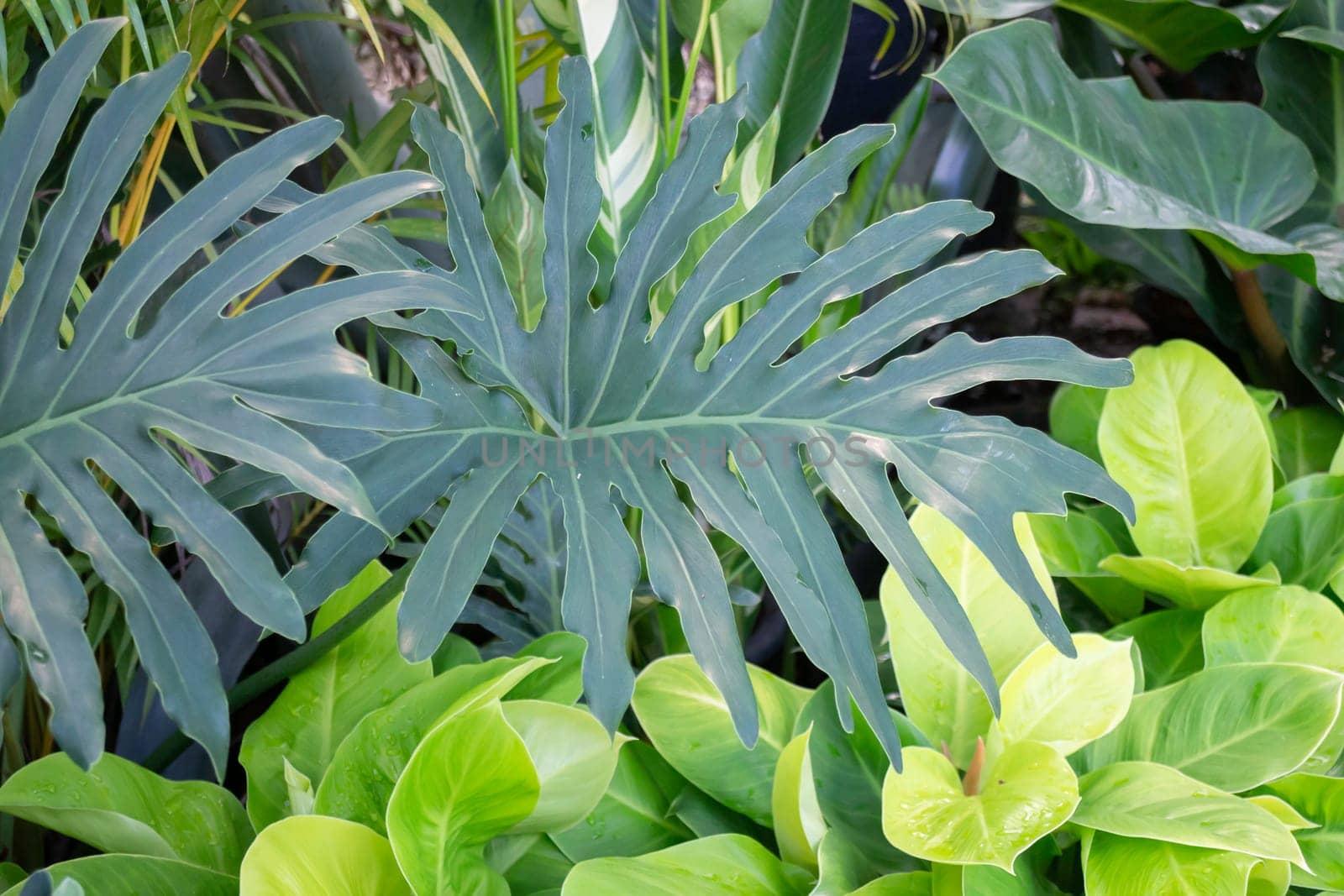 Tropical plants at flower market, stock photo