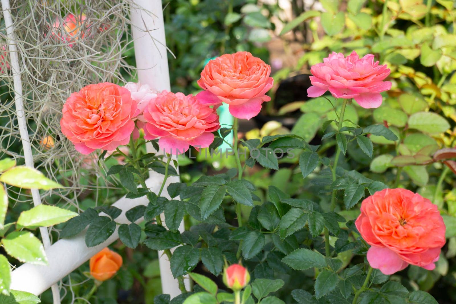 Tropical plants at flower market, stock photo