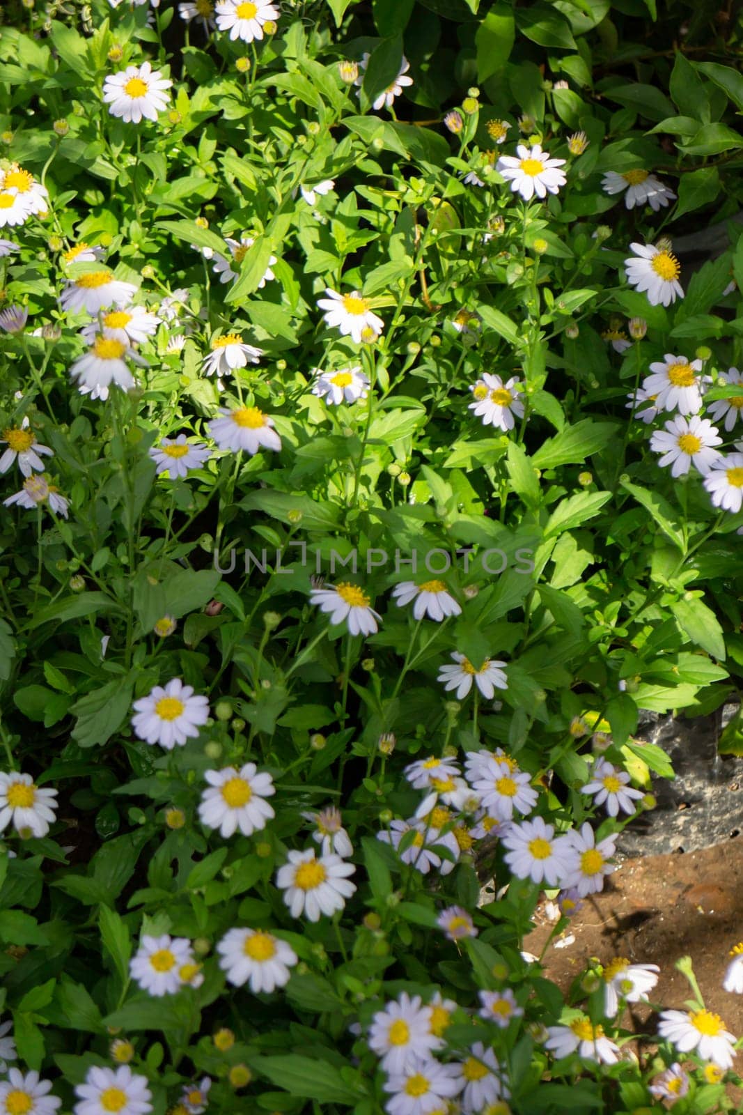 Tropical plants at flower market, stock photo