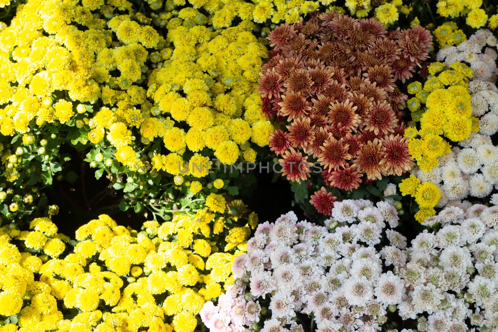 Tropical plants at flower market, stock photo