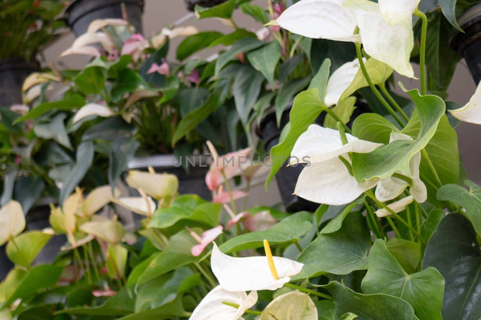 Tropical plants at flower market, stock photo