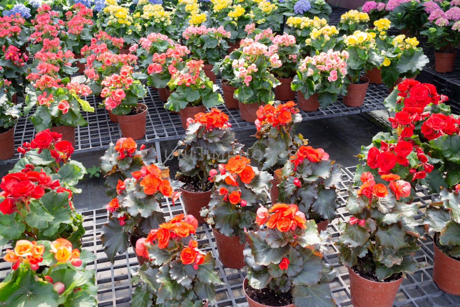 Tropical plants at flower market, stock photo