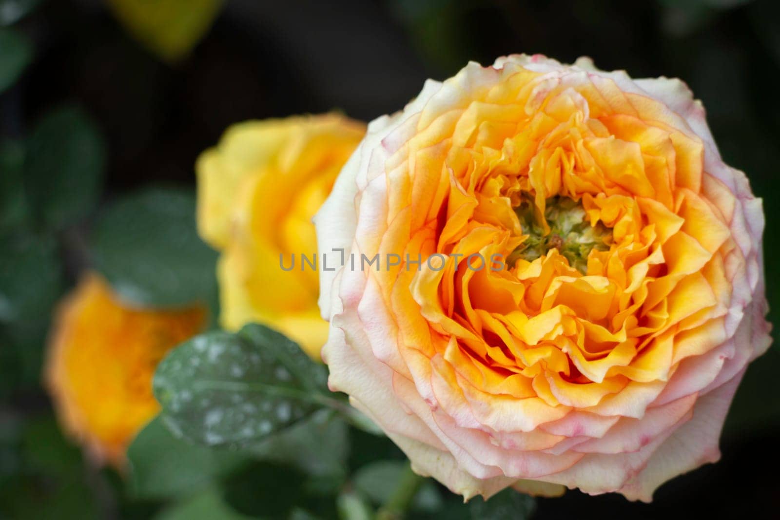 Tropical plants at flower market, stock photo