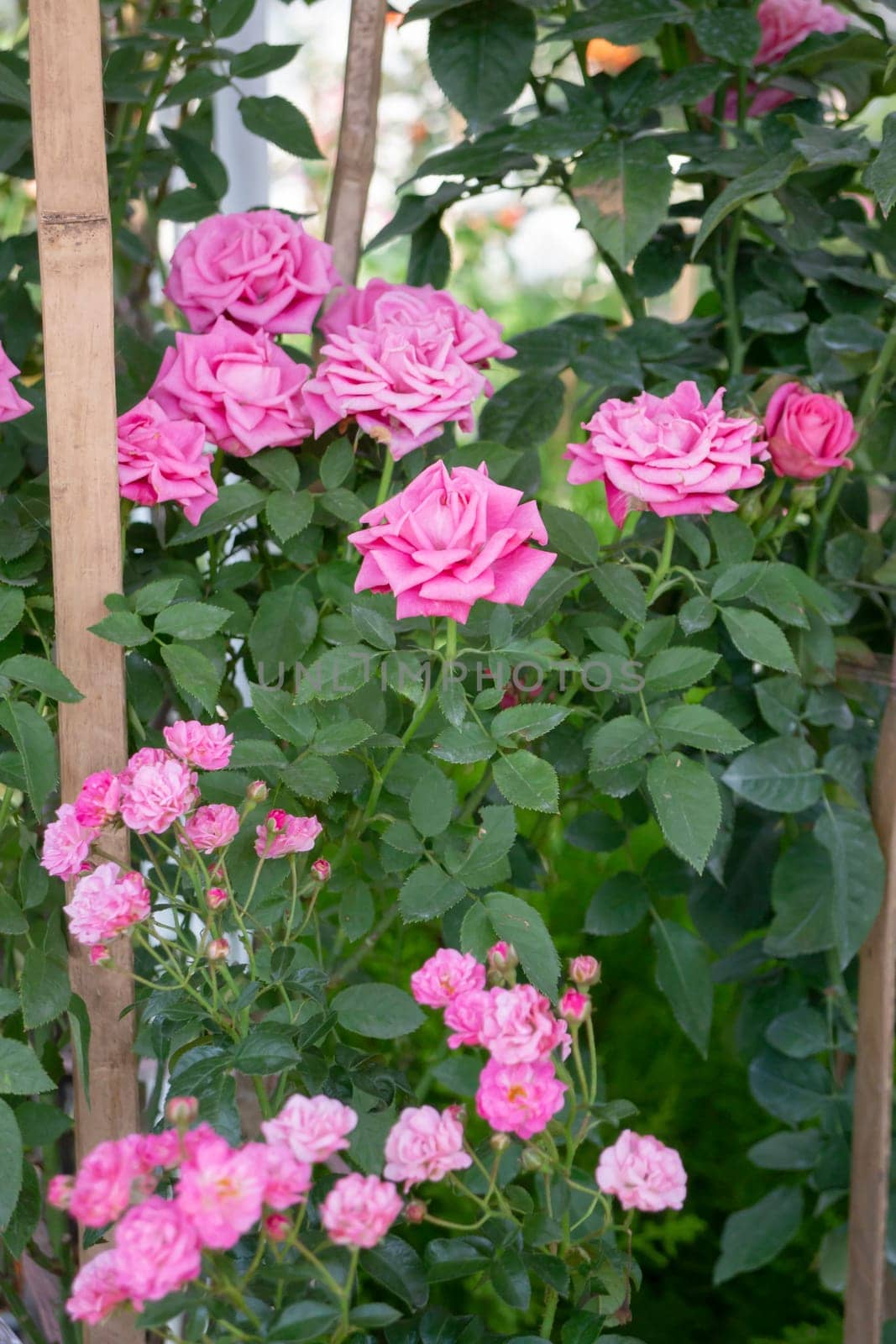 Tropical plants at flower market, stock photo