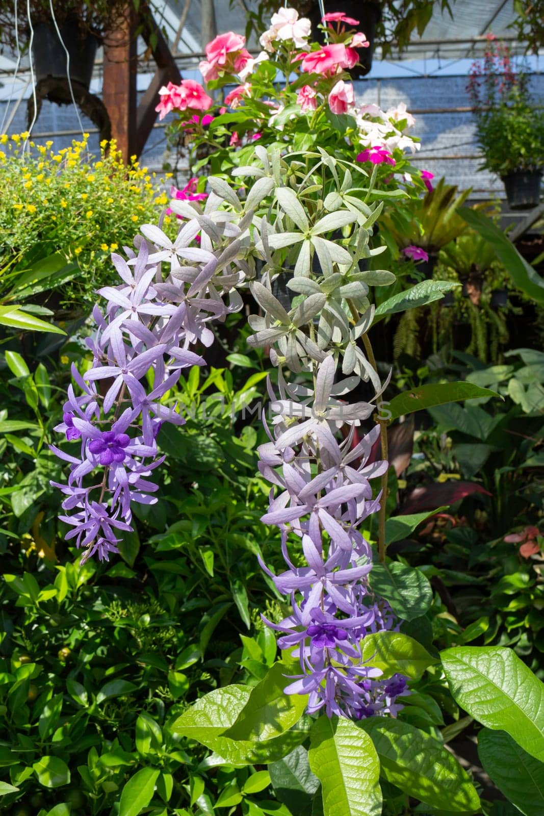 Tropical plants at flower market, stock photo