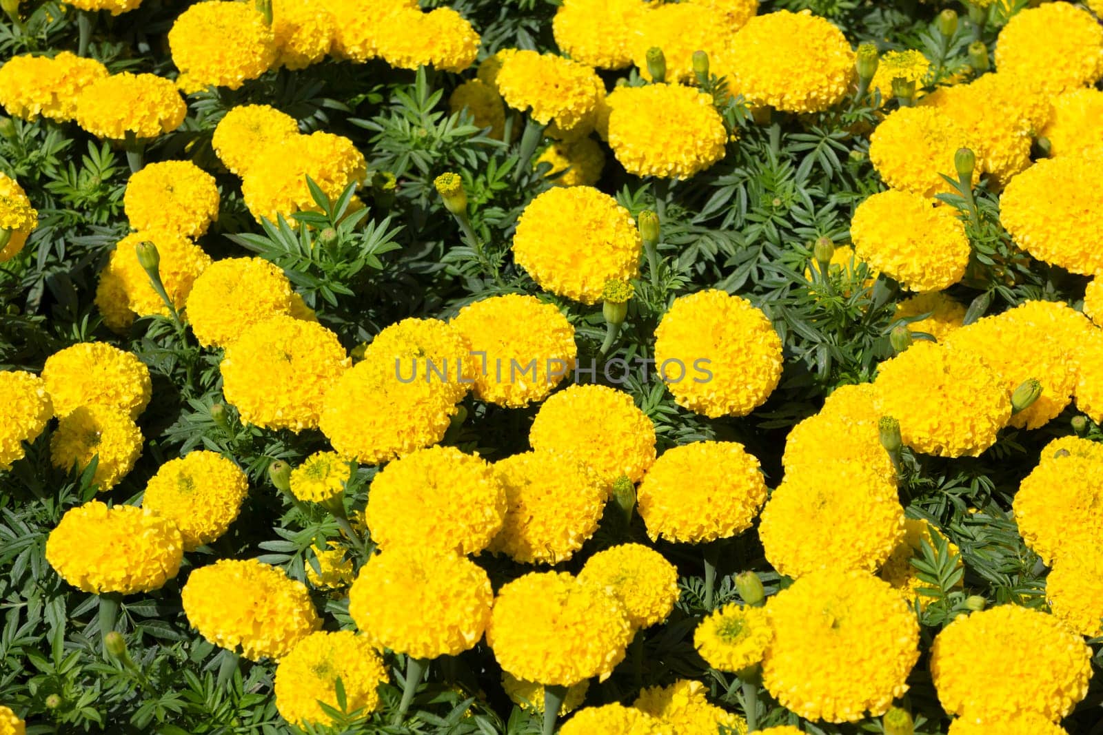 Tropical plants at flower market, stock photo