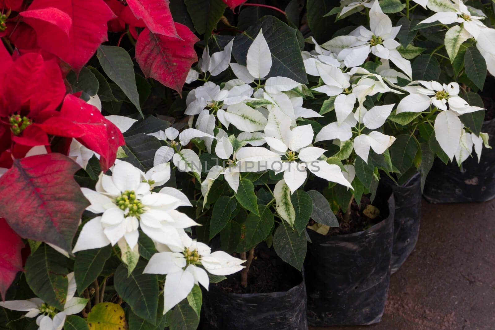 Tropical plants at flower market, stock photo