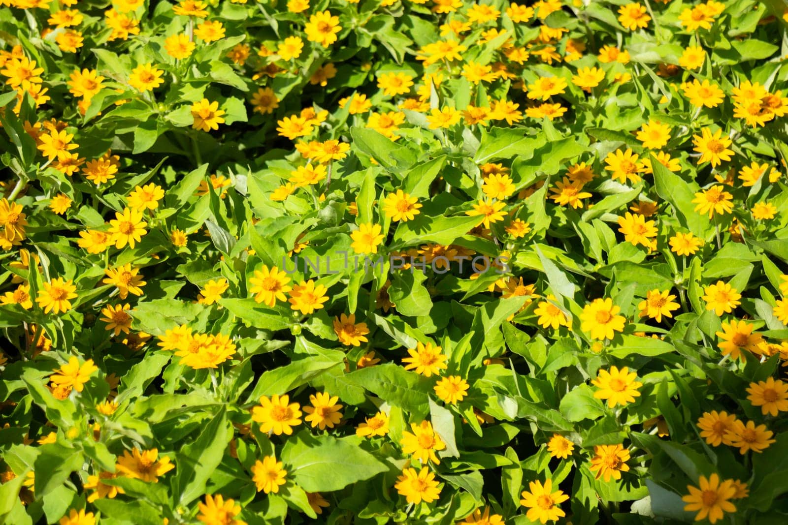 Tropical plants at flower market, stock photo