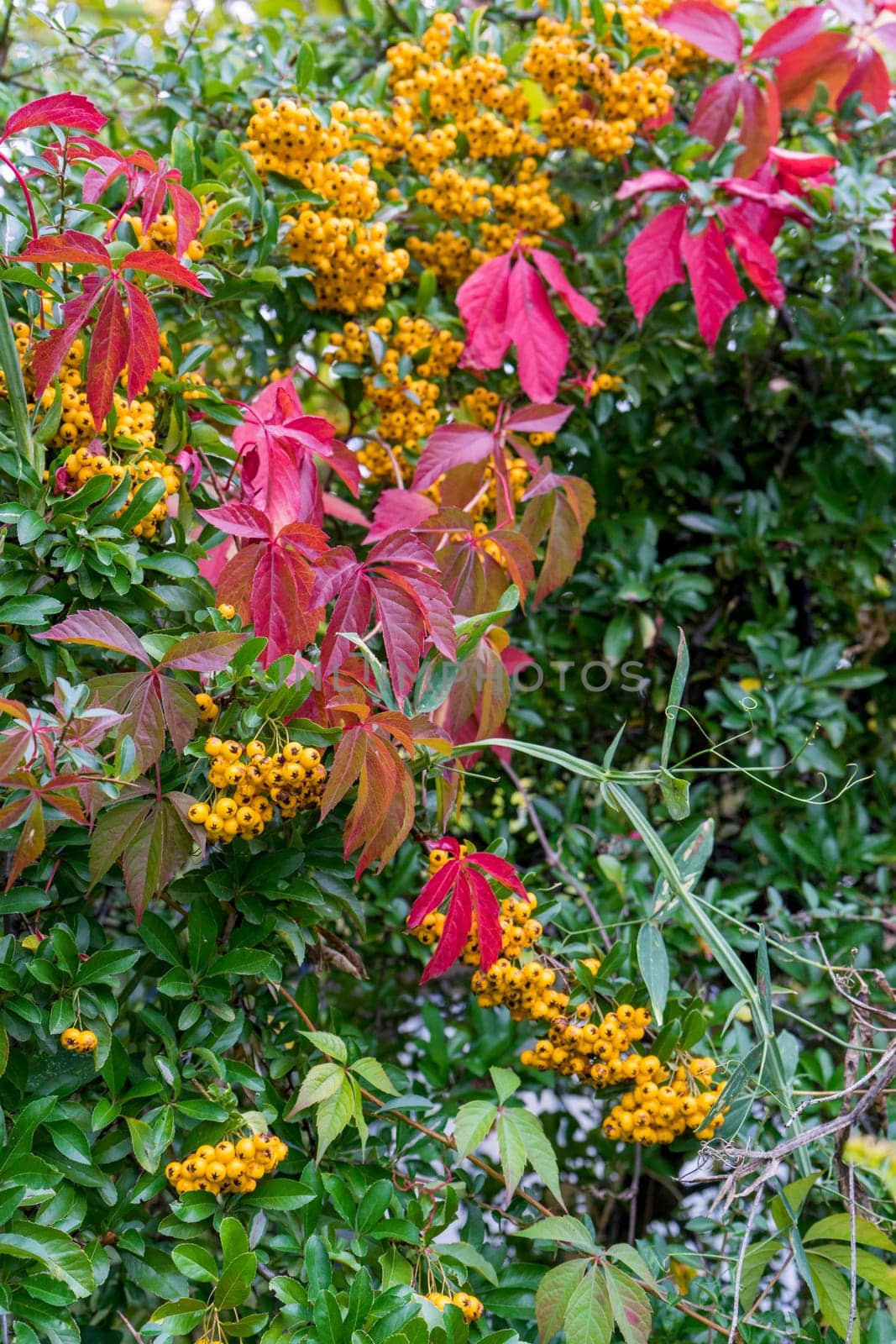 Close-up of red Virginia creeper foliage and firethorn in autumn
